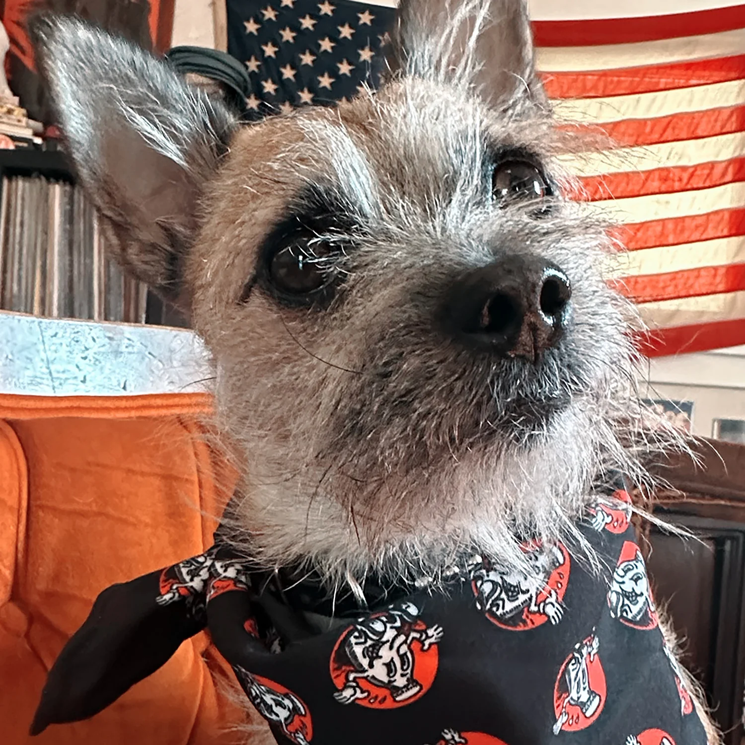 Boy Howdy! Bandana - Image 3